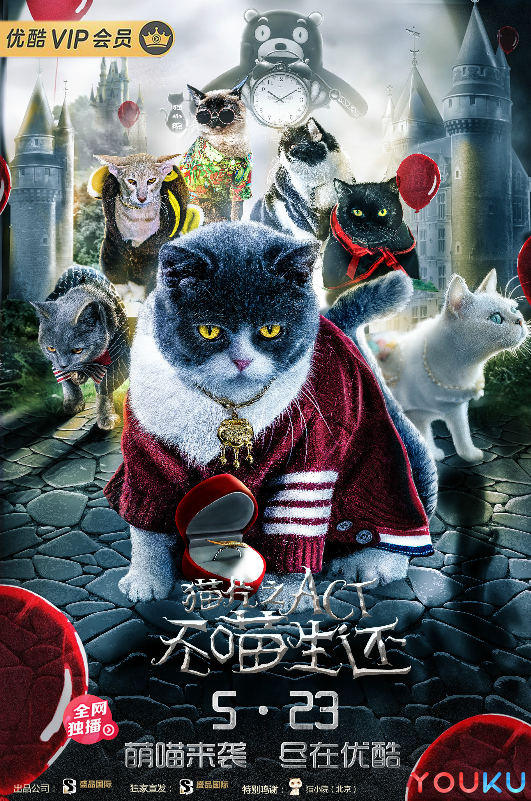 最新电影票房猫，银幕背后的力量，激发自信与成就感的追梦之旅