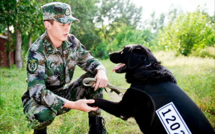 最新军犬电视剧大全，忠诚伙伴的热血呈现